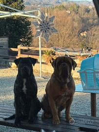 Corso/ dogue de bordeaux