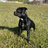 Staffordshire bull terrier