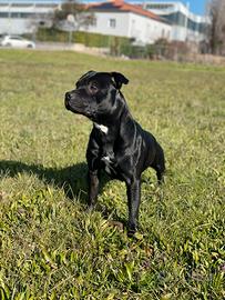 Staffordshire bull terrier