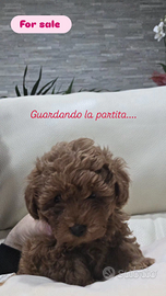 Barboncino minitoy/toy red