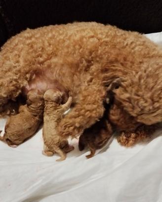Cuccioli maschi tipo Barboncino Toy -