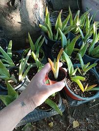 Aloe saponaria