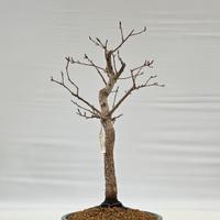 bonsai di roverella disponibile spedisco 