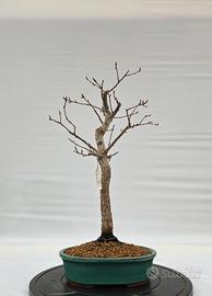 bonsai di roverella disponibile spedisco 