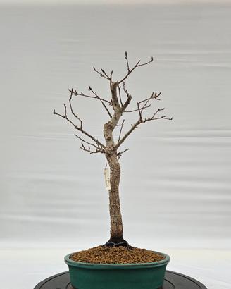 bonsai di roverella disponibile spedisco 