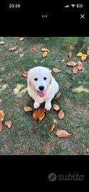 Golden Retriver