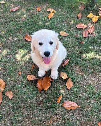 Golden Retriver