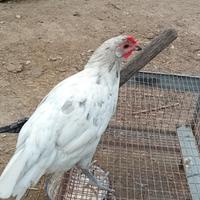 Galline andaluse
