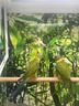 parrochetto