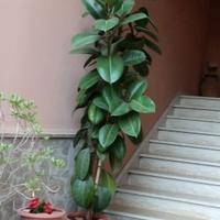 Ficus elastica 