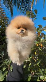 Spitz tedesco nano Pomerania