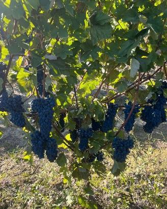 uva da vino