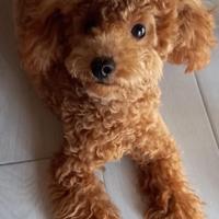 Barboncino toy red disponibile per monte
