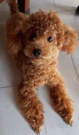 Barboncino toy red disponibile per monte