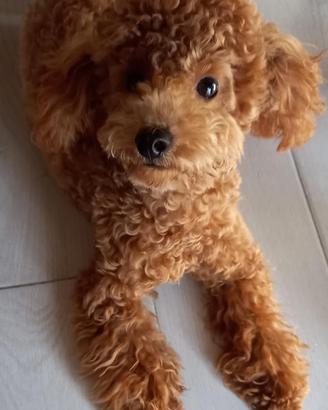 Barboncino toy red disponibile per monte