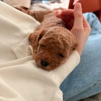 Cucciola di maltipoo