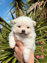 Cucciolo di spitz tedesco nano