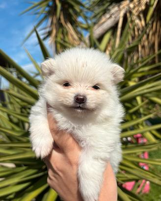 Cucciolo di spitz tedesco nano
