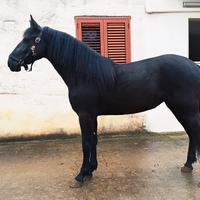 Cavallo Fattrice Murgese