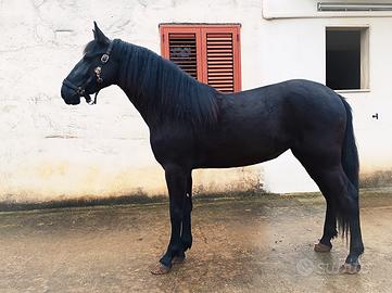 Cavallo Fattrice Murgese