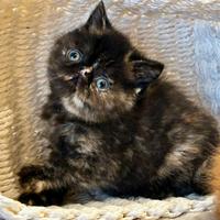 Gattina Persiana femmina nera striata