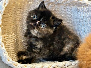 Gattina Persiana femmina nera striata