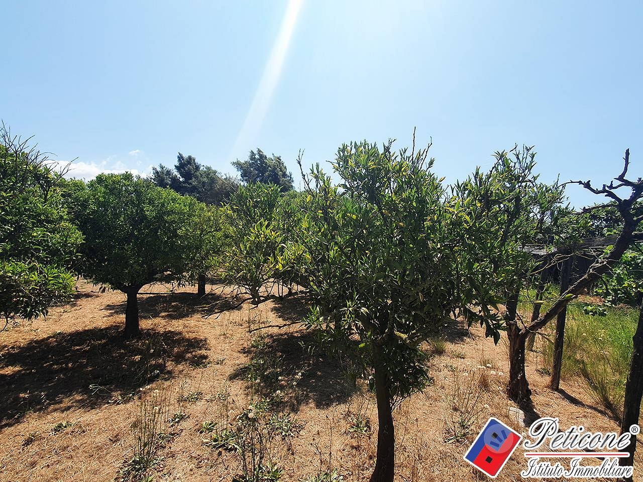 Terreno agricolo - Fondi - Vista 2
