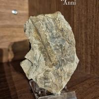 Soprammobile fossil carbonifero