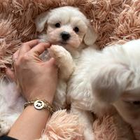 Maltipoo toy