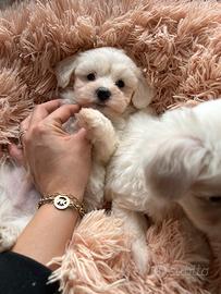 Maltipoo toy