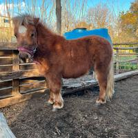Pony