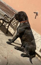 Cane corso
