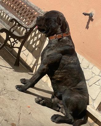 Cane corso