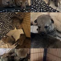 Cuccioli Cane Lupo Cecoslovacco