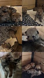 Cuccioli Cane Lupo Cecoslovacco