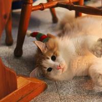 Norvegesi delle foreste