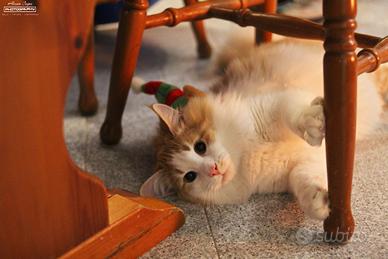 Norvegesi delle foreste