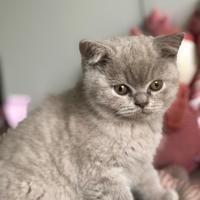 Cuccioli gatto British Shorthair