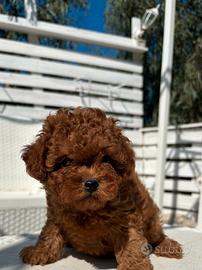 Shih Poo disponibilità immediata