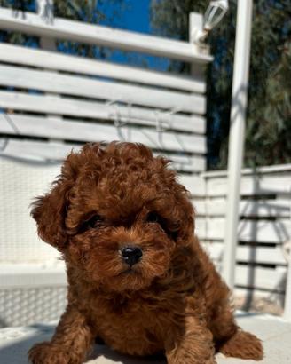 Shih Poo disponibilità immediata