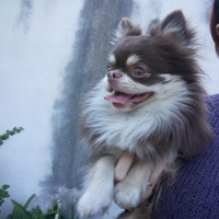 Splendido Stalloncino chihuahua