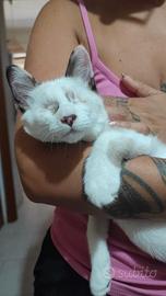 Gattina non vedente 