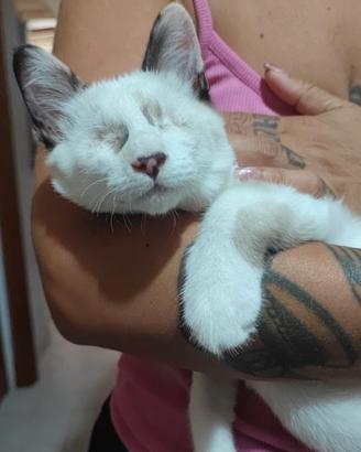 Gattina non vedente 