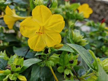 semi Bella di Notte Mirabilis jalapa