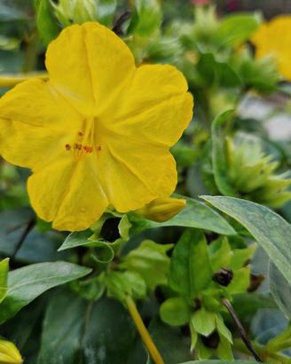 semi Bella di Notte Mirabilis jalapa