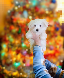 Maltesi Cuccioli taglia Mini Maschi e Femmine