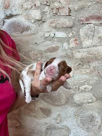 Femmine cavalier King con pedigree Enci