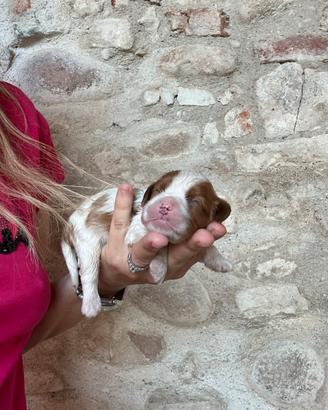 Femmine cavalier King con pedigree Enci