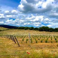 Terreno Arzachena