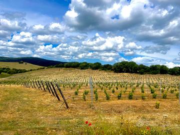 Terreno Arzachena
